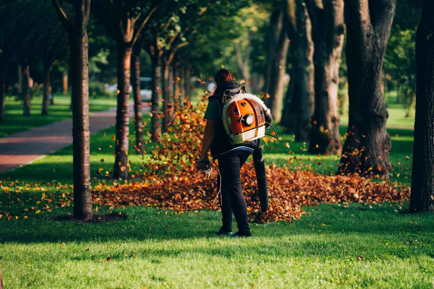 Best Tree Disease Treatment  in Conway, FL